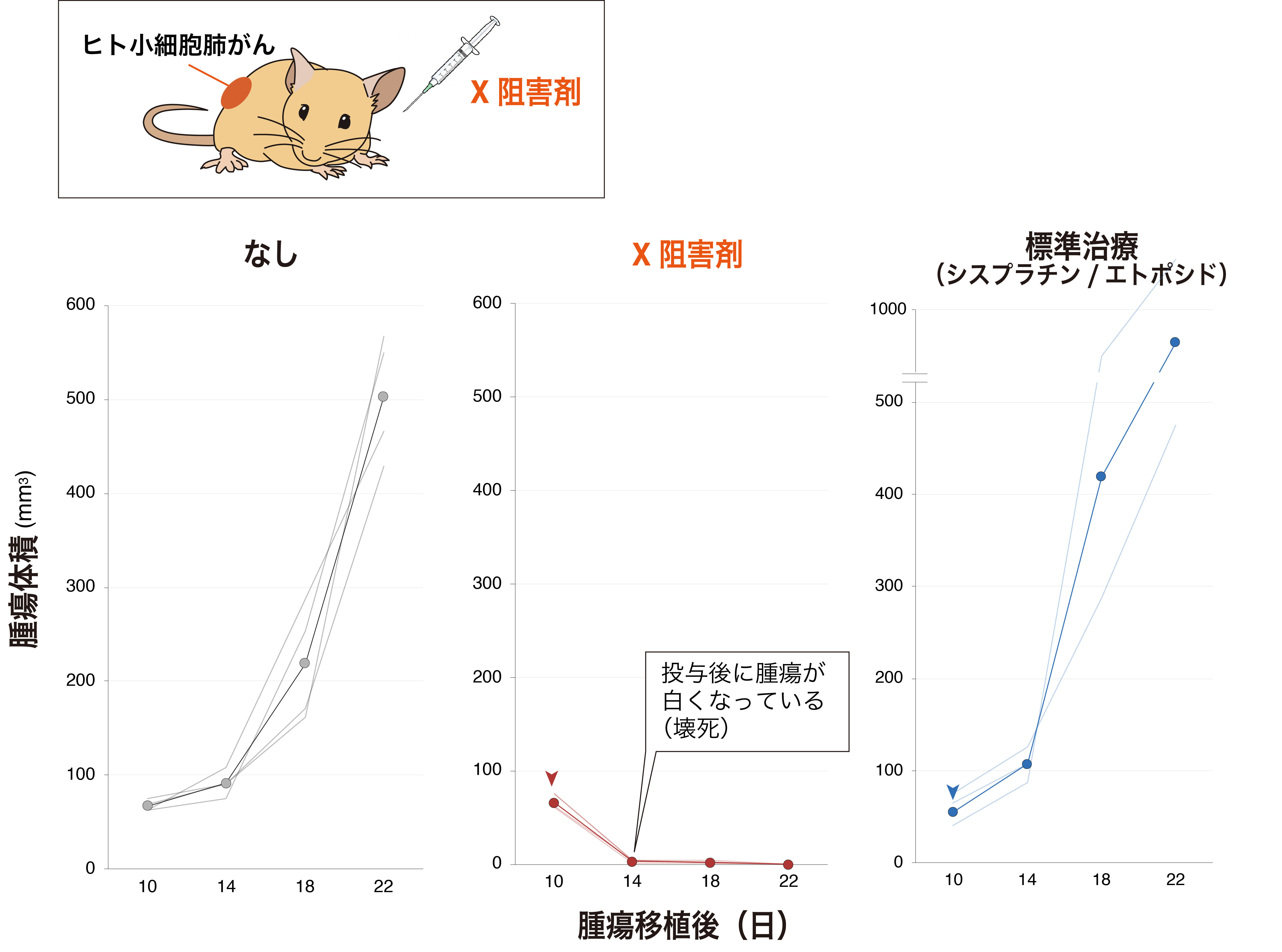 小細胞肺がんに高度に発現する代謝酵素Yの阻害剤を開発し、ヒト小細胞肺がんを移植したマウスでの効果を検討した結果、X阻害剤は強い抗腫瘍効果を発揮した