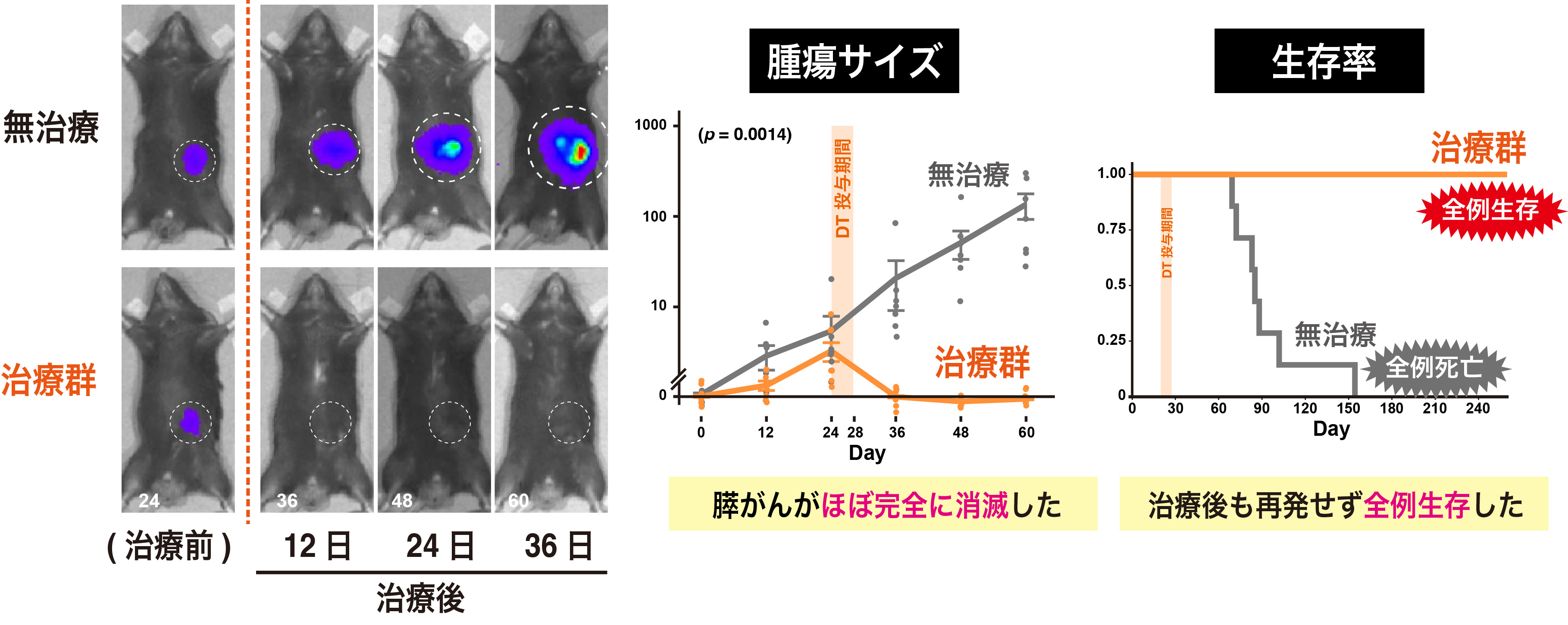 マウスにおける膵がん消失の様子