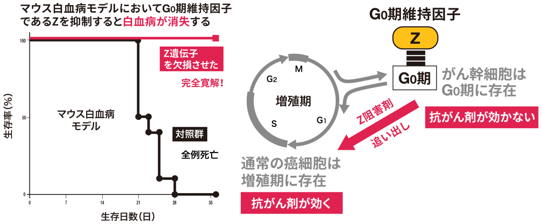 小細胞肺がんに高度に発現する代謝酵素Yの阻害剤を開発し、ヒト小細胞肺がんを移植したマウスでの効果を検討した結果、Y阻害剤は強い抗腫瘍効果を発揮した